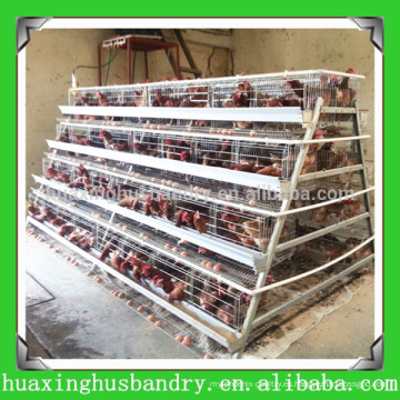 China popular y de buena calidad capa aves de corral casa